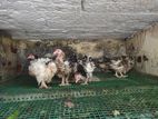 Farm Hens