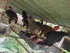 Farm Hens