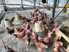 Farm Hen