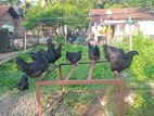 Farm Hen