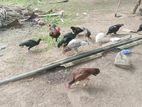 Farm Hens
