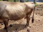 Farm Cow