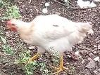 Farm Chickens