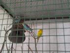 Farm Lovebirds Jumbo Size
