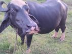 Farm Murrah cow( මී ගවයන් )