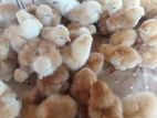 Farm Poultry Chick