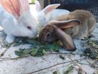 Farm Rabbit
