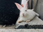 Farm Rabbit