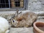 Rabbits