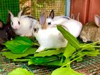 Farm Rabbits