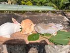 Farm rabbits