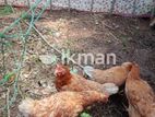 Farm RIR Chicken