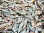 Farm Shrimp