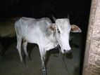 Farm Cow