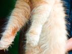 Ginger Persian Cat