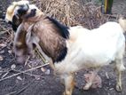 Farm Goat