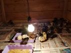 Farm Chicks