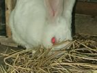 Rabbits