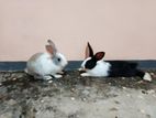 Rabbit