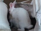 Rabbit