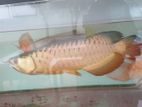 Arowana Fish