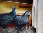 Female Hens Pairs