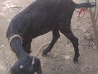 Female Black Goat