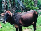 Female Cow