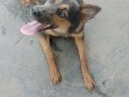 Female German Sheperd