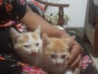 Female Kittens for Kind Home