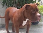 Female American Bully Dog