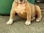 Female American Bully Puppies