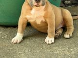 Female American Bully Puppies