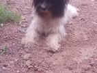 Shihtzu Dog