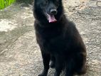 Female Belgium Shepherd