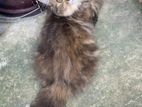 Persian