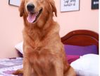 Female Brown Golden Retriever