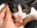 Female cat for adoption