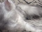 Persian Cat