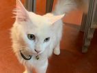 Female Persian Cat