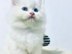 Persian Female Cat