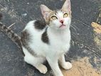 Cat for Kind Home
