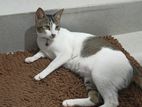Female Cat for Kind Home