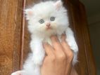 Persian Female Kitten