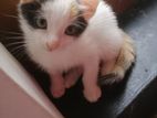 Female Kitten for Kind Home