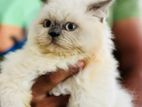 Himalayan Female Cats