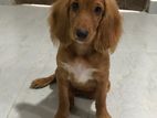 Female Cocker Spaniel Dog