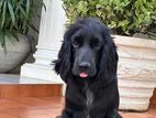 Female Cocker Spaniel for Kind Home