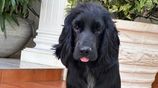 Female Cocker Spaniel for Kind Home