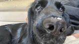 Female Cocker Spaniel for Kind Home